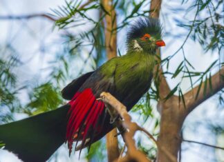 Turaco
