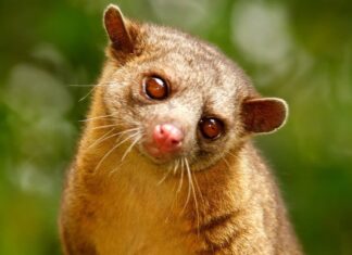 10 incredibili fatti su Kinkajou
