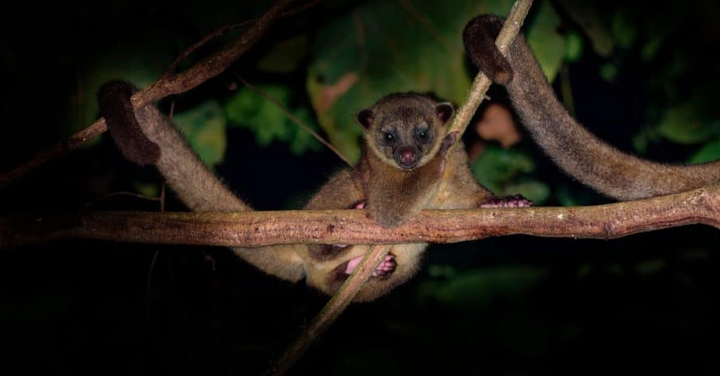 Kinkajou - Potos flavus, mammifero della foresta pluviale appeso a un ramo.