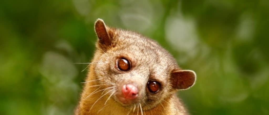 Kinkajou, Potos flavus, animale tropicale nell'habitat naturale della foresta