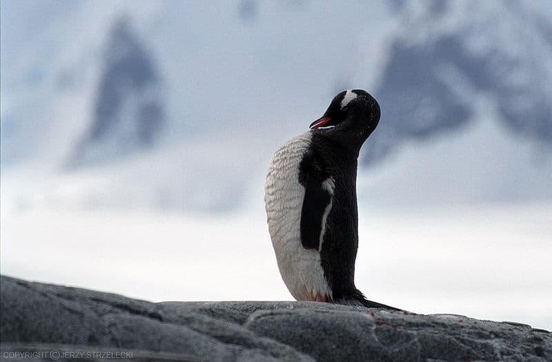 Pinguino Gentoo nell'Artico
