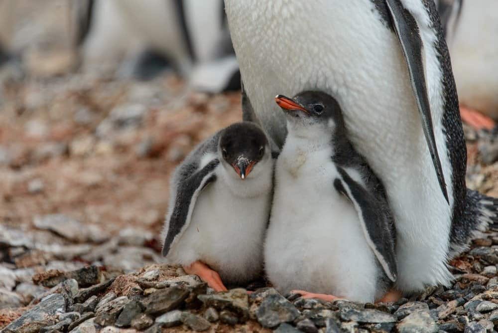 Le coppie di pinguini condividono spesso le responsabilità genitoriali