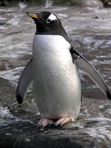 Pinguino Gentoo in piedi sulle rocce