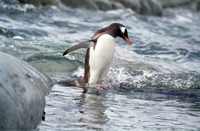 Pinguino Gentoo che va in mare