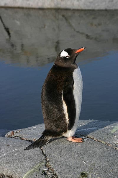 Un pinguino gentoo bianco e nero in piedi su roccia con acqua sullo sfondo, oltre a un riflesso della roccia nell'acqua.