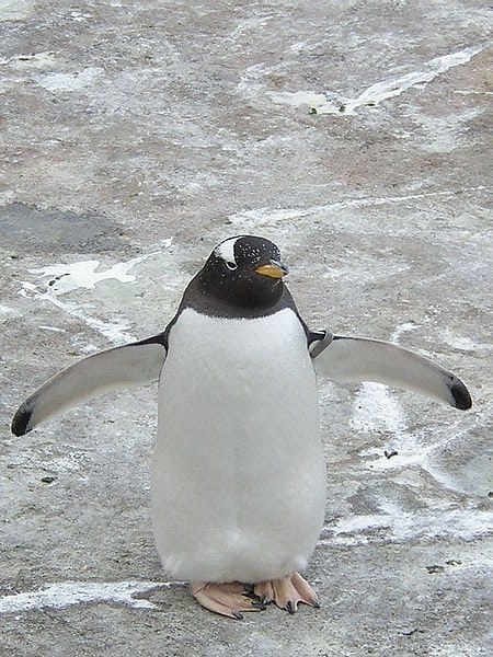 Gentoo Penguin su roccia ghiacciata