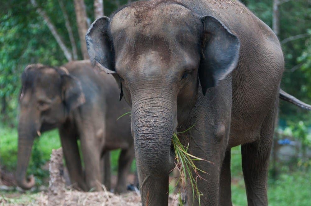Elefante di Sumatra