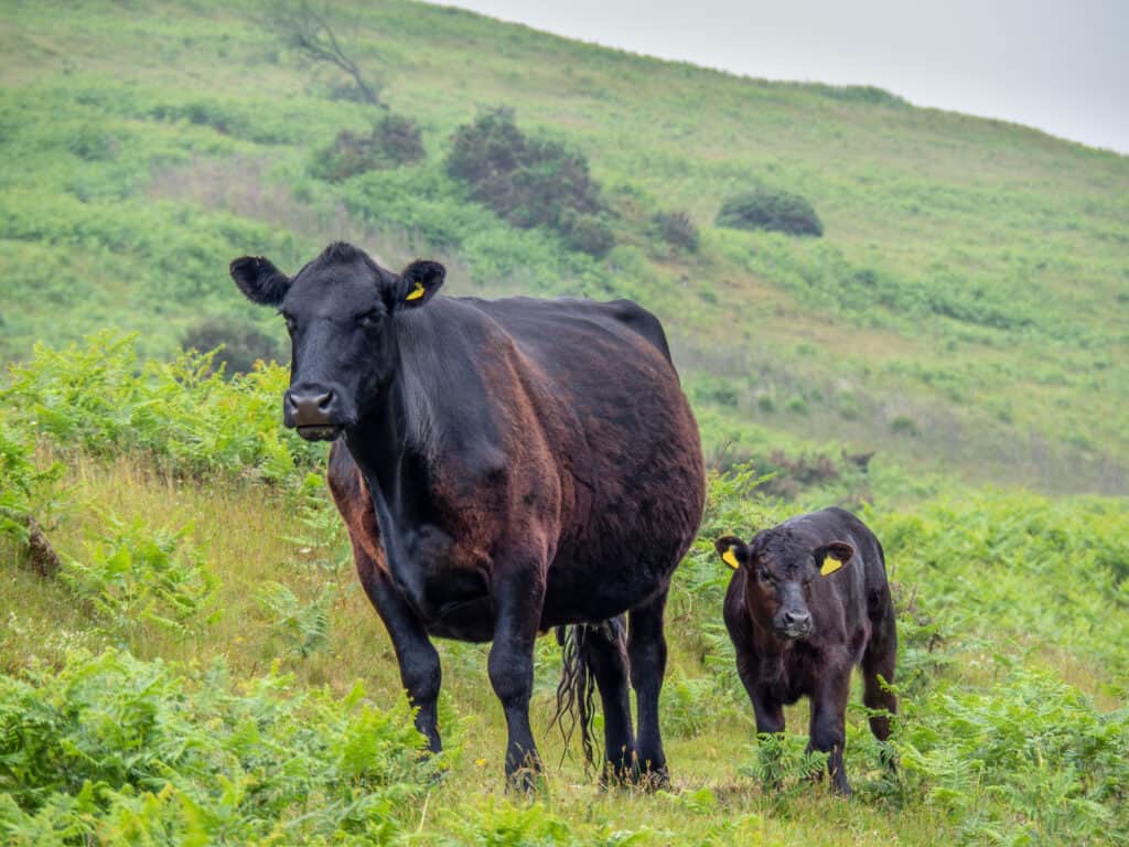 Bestiame nero gallese e bambino su una collina