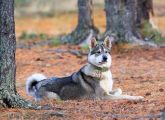 Laika della Siberia occidentale
