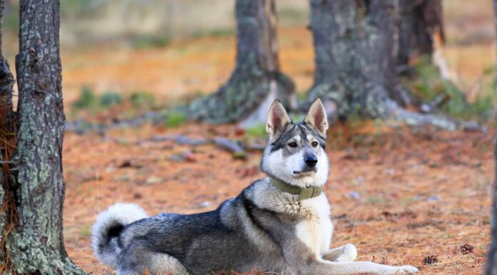 Laika della Siberia occidentale
