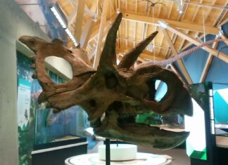 Xenoceratops
