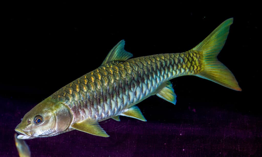 Mahseer d'oro