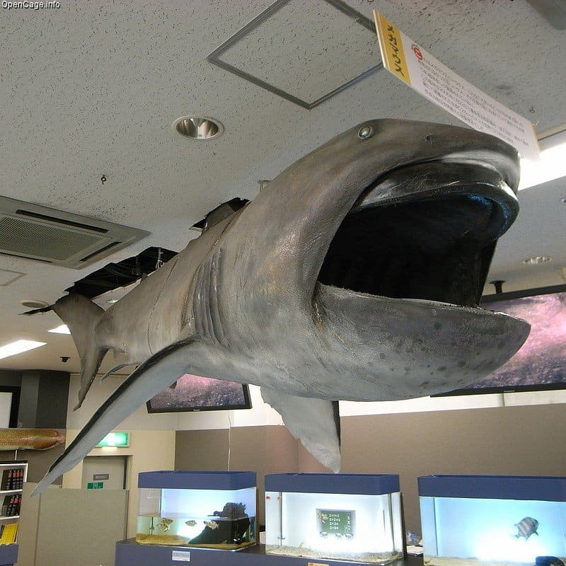 Il più grande squalo: Megamouth