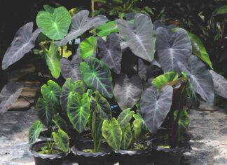 Alocasia vs Colocasia