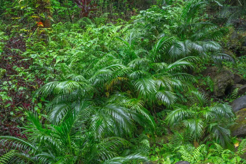 Cat Palm vs Areca Palm