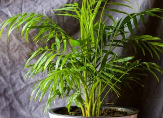 Cat Palm vs Areca Palm