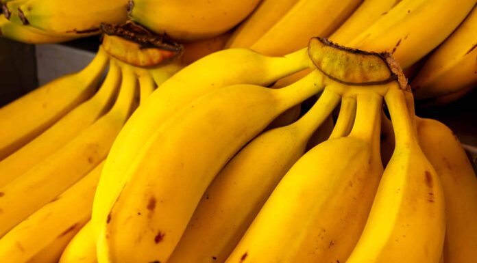 Le banane si stanno estinguendo?
