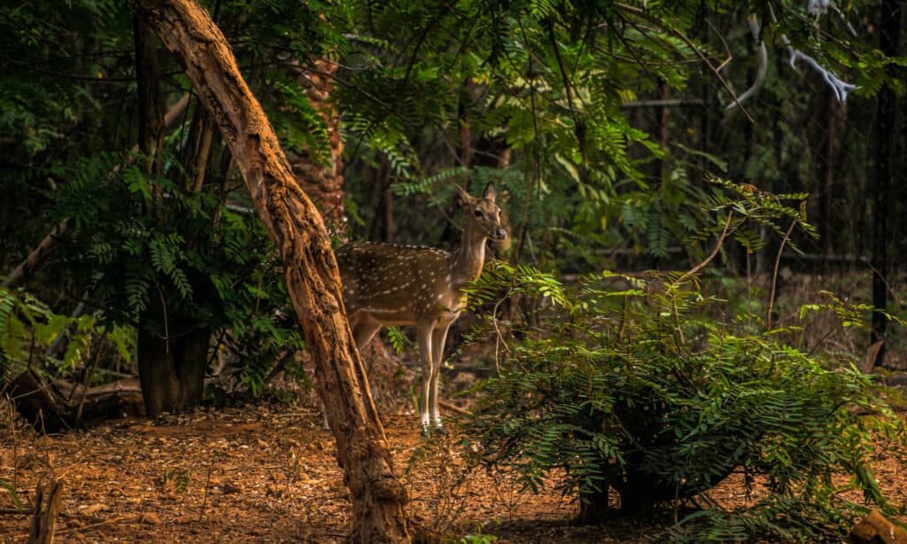Parco zoologico Indira Gandhi