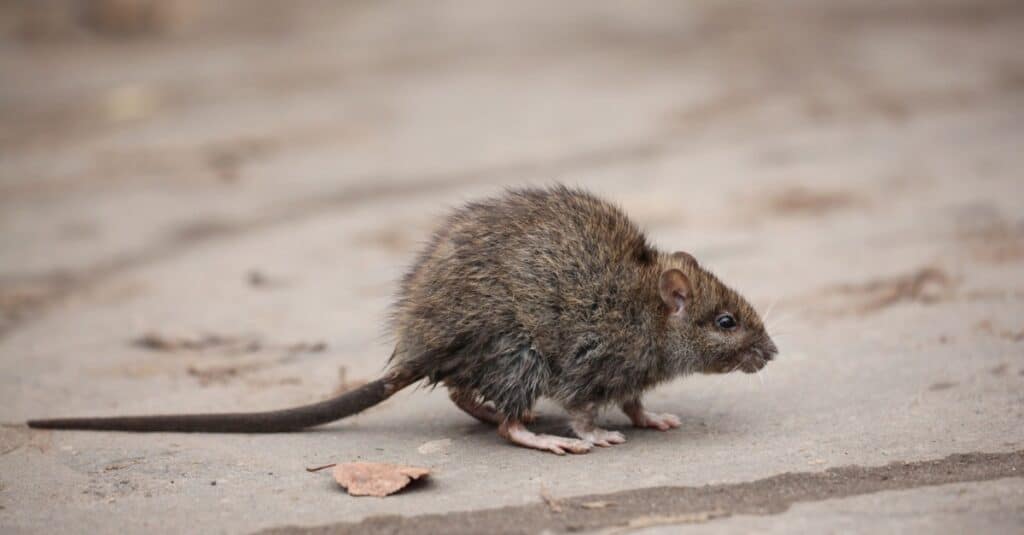 Ratti più grandi - ratto bandicoot minore