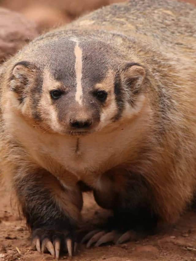 Dai un'occhiata a questa immagine di copertina pericolosa di Badgers