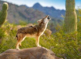 Grey Fox vs. Coyote: spiegate le loro differenze
