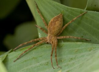 dark fishing spider