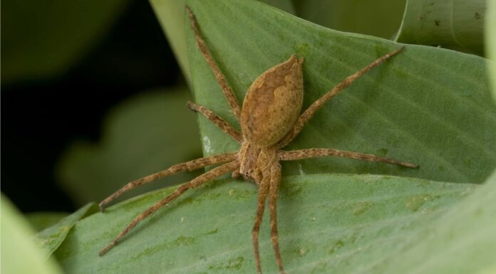 dark fishing spider