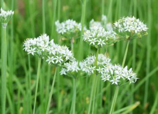 Garlic Chives vs Chives