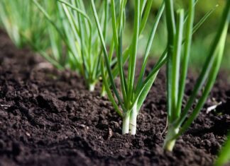 Chives vs Scallions