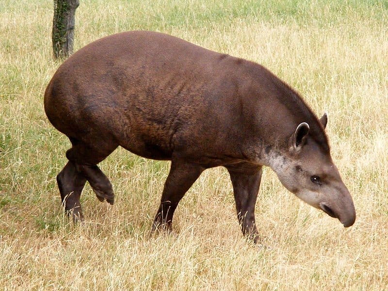 Tapiro sull'erba