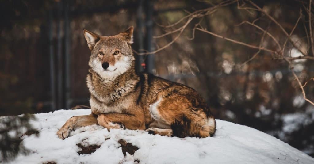 Razze di cani selvatici: lupo rosso