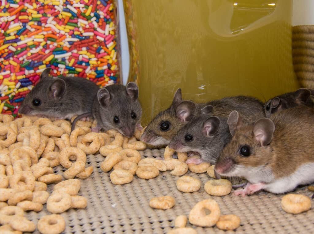 Una famiglia di topi domestici che mangiano cereali rovesciati dal pavimento