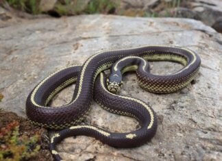 10 serpenti che vivono solo sulla costa occidentale
