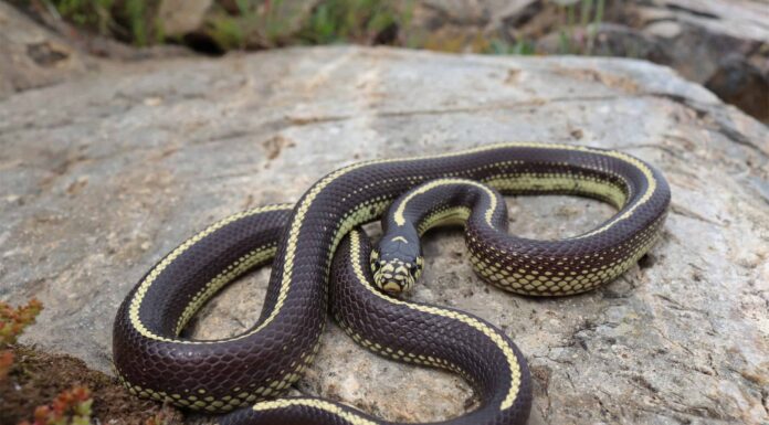 10 serpenti che vivono solo sulla costa occidentale
