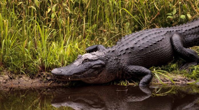 Gli alligatori depongono le uova o hanno parto vivo?
