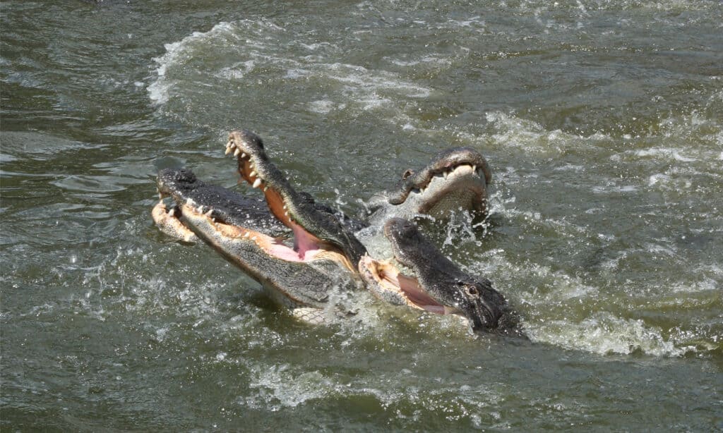 Durante la stagione degli amori gli alligatori sono più attivi, aggressivi e propensi ad attaccare