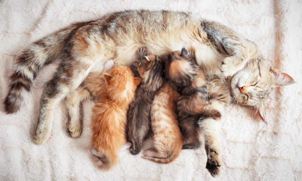 Una mamma gatta che allatta una cucciolata di gattini
