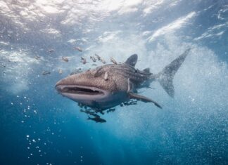 I 9 squali più grandi dell'Oceano Atlantico
