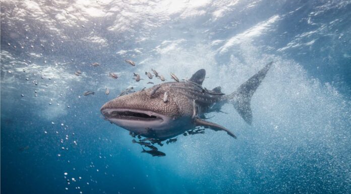 I 9 squali più grandi dell'Oceano Atlantico

