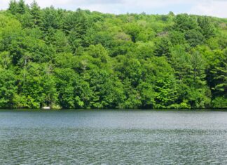 What lives at the bottom of a pond?Stillwater Pond