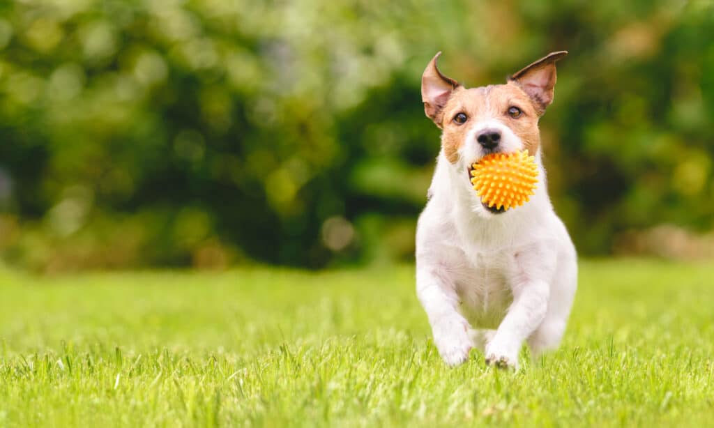Un Jack Russell terrier che corre attraverso un campo con una palla
