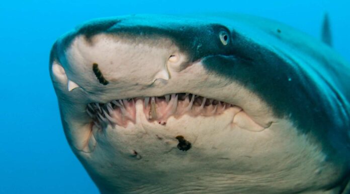 Posizione dello squalo tigre: dove vivono gli squali tigre?
