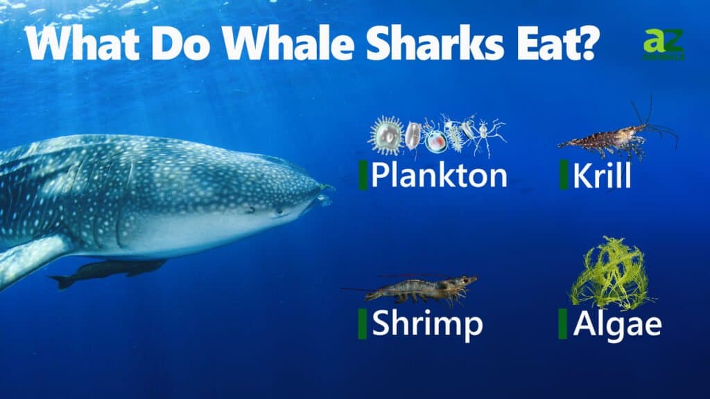 Cosa mangiano gli squali balena