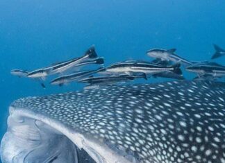 Posizione dello squalo balena: dove vivono gli squali balena?
