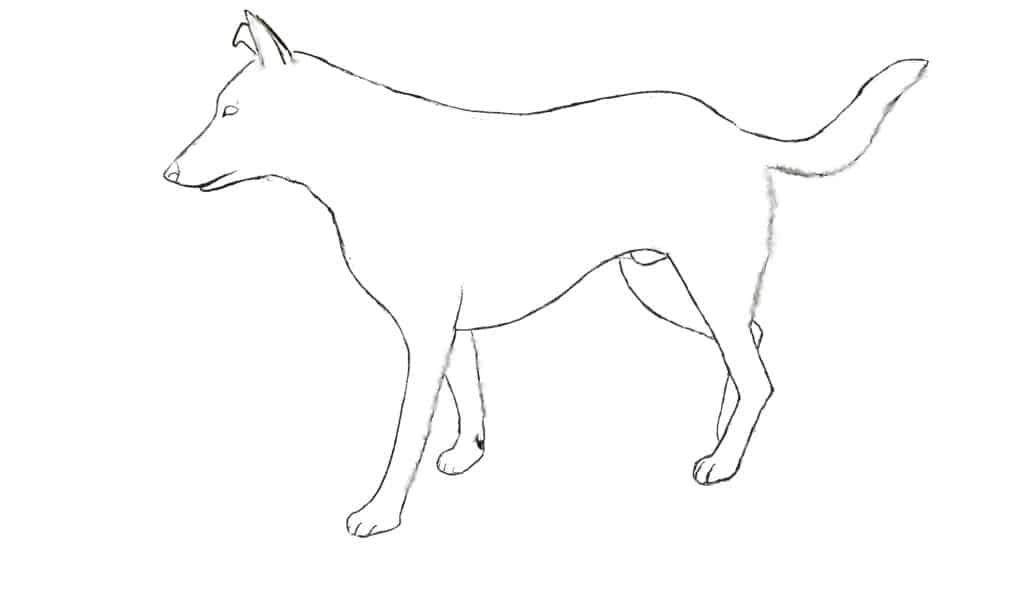 come disegnare un cane passo 4