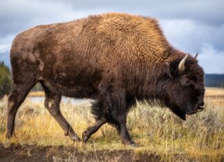 Scopri gli 8 animali più grandi del Colorado e dove li troverai
