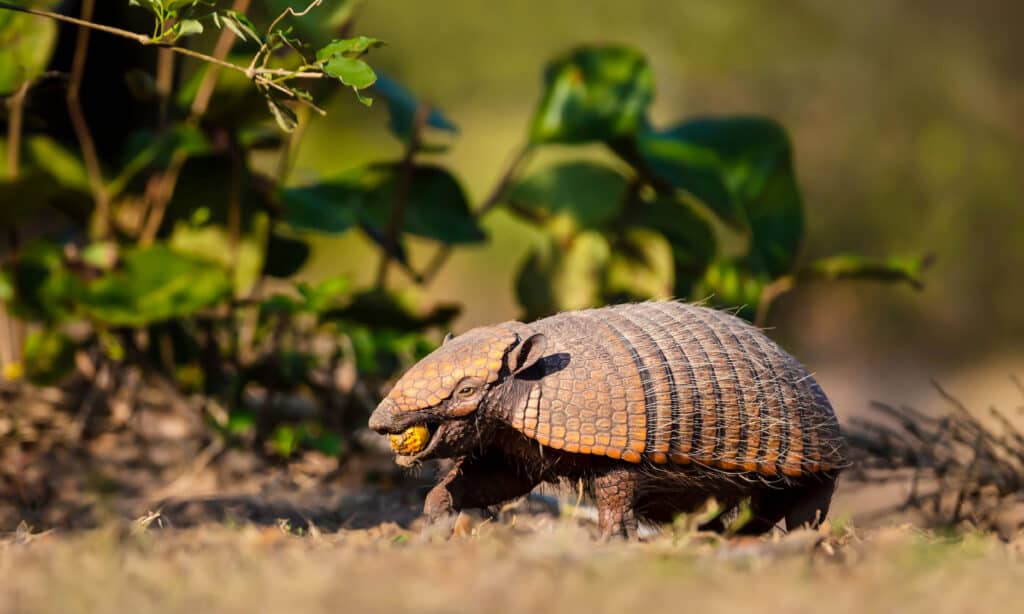   Armadillo a sei bande (Euphractus sexcinctus) che mangia