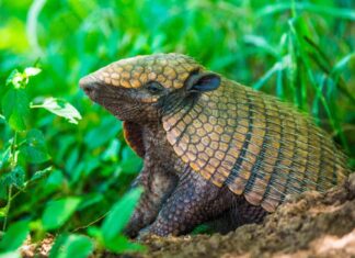 Interesting animals – Nine-banded Armadillo