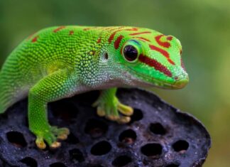 Gecko Poop: tutto ciò che avresti sempre voluto sapere
