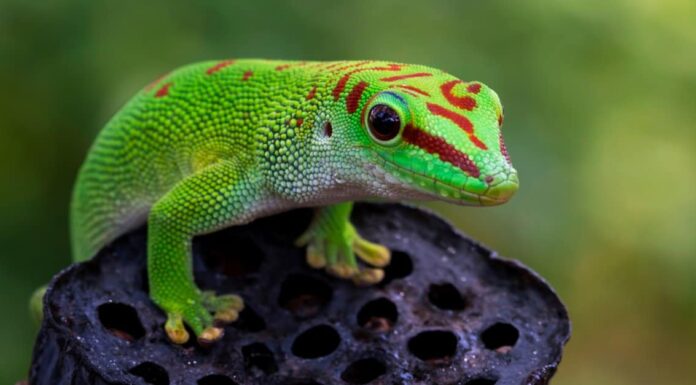 Gecko Poop: tutto ciò che avresti sempre voluto sapere
